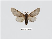 藏品(楊二尾舟蛾)的圖片